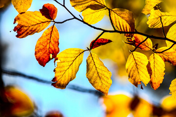 Colorful leaves in forest. Colorful leaves in autumn. HDR Image (High Dynamic Range).