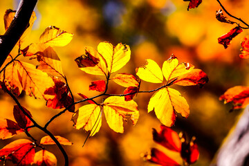 Colorful leaves in forest. Colorful leaves in autumn. HDR Image (High Dynamic Range).