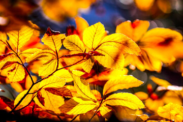 Colorful leaves in forest. Colorful leaves in autumn. HDR Image (High Dynamic Range).