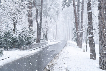 Winter landscape with snow-covered trees and road