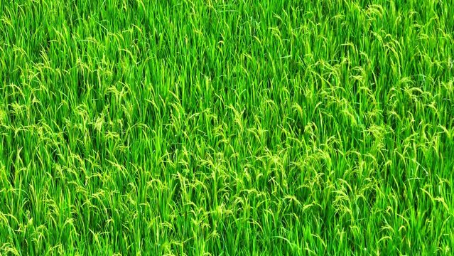 A lush, green tapestry unfolds below, whispering the promise of the staple Thai cuisine. Rice fields, like nature's pantry, offer sustenance and culinary inspiration. Thai rice: Savory delight.
