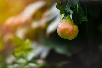 a ripe juicy pear is hanging on a branch in the garden.  In the background, the blurred greenery of the garden, illuminated by the sun. The concept of harvest and healthy nutrition