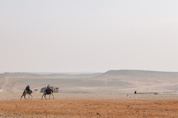 camels in Giza