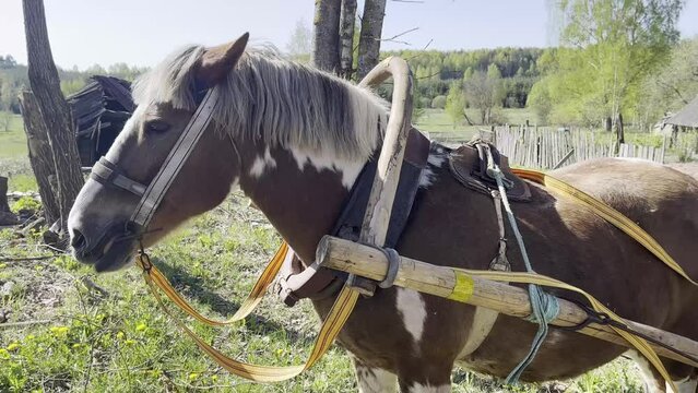 A harnessed village workhorse in the village