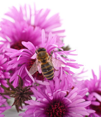 Bee on purple flowers.