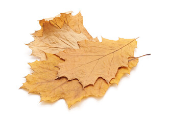 Yellow oak leaves.