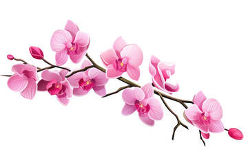 Fototapeta na wymiar Twig with orchid flowers in delicate pink color isolated on white background flat illustration