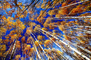 Colorful autumn trees in forest. HDR Image (High Dynamic Range). 