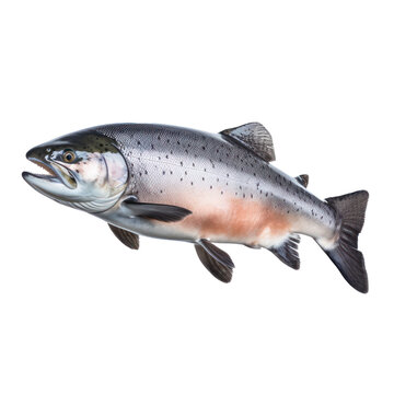 Wild Atlantic salmon fish isolated on white background