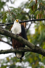 African Fish Eagle portrait on tree branch 
