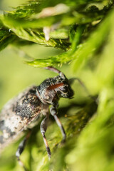Fototapeta premium Artistic close ups of a common bug/beetle which is found in almost all regions of the world.