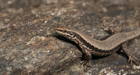 Close-up of a lizard in the wild in Austria, photographed while sunbathing.