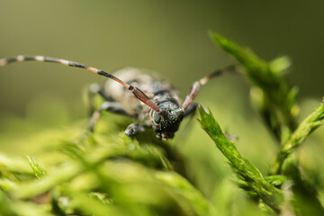Artistic close ups of a common bug/beetle which is found in almost all regions of the world.