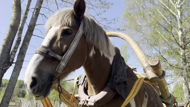 A harnessed village workhorse against the background of summer in the village