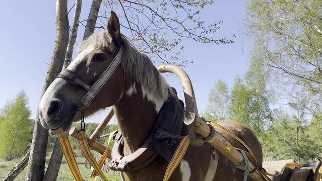 A harnessed village workhorse against the background of summer in the village