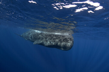Naklejka premium Sperm whale is breathing on the surface. Calm biggest toothed whale in Indian ocean. 