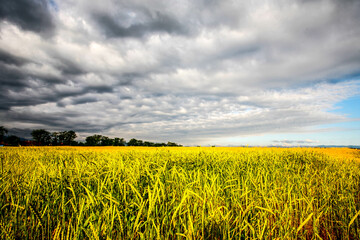Wheat field with dynamic clouds, storm. HDR Image (High Dynamic Range).