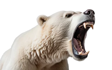 Deurstickers Polar Bear Roaring in the Wild rac on a Clear Surface or PNG Transparent Background. © Usama