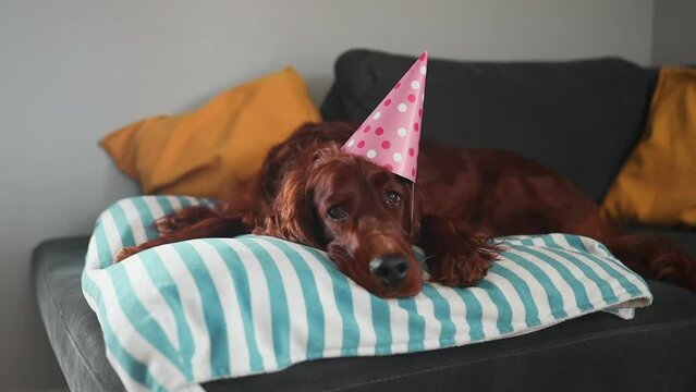 Happy cute Irish setter dog puppy with pink party hat celebrating at a birthday party relaxing on blanket. Concept of cozy home, comfort, warmth, autumn, winter.