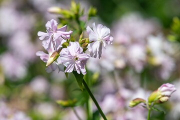 Close up of wild sweet William (saponaria officinalis) flowers in bloom