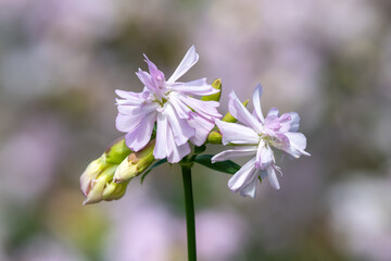 Close up of wild sweet William (saponaria officinalis) flowers in bloom