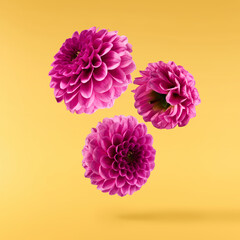 Beautiful fresh Dahlia flower falling in the air isolated