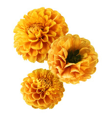 Beautiful fresh Dahlia flower falling in the air isolated