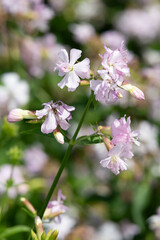Close up of wild sweet William (saponaria officinalis) flowers in bloom