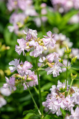 Close up of wild sweet William (saponaria officinalis) flowers in bloom