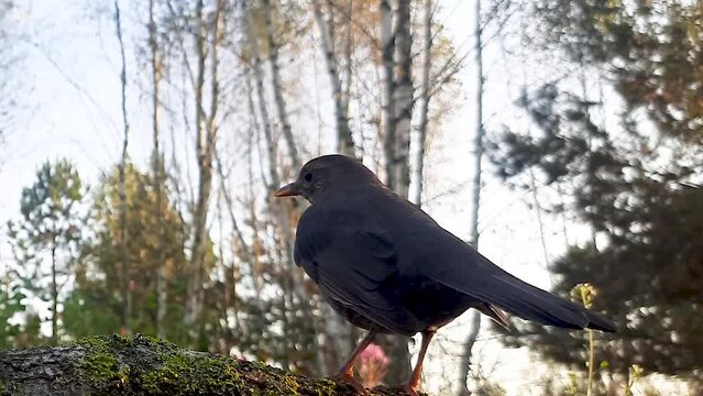 Blackbird (lat. Turdus merula) a bird in the forest. The life of songbirds in the wild.