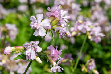 Close up of wild sweet William (saponaria officinalis) flowers in bloom