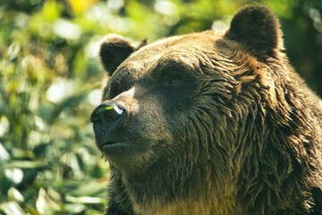 Hokkaido, Japan - October 12, 2023: Closeup of Higuma or Brown bear
