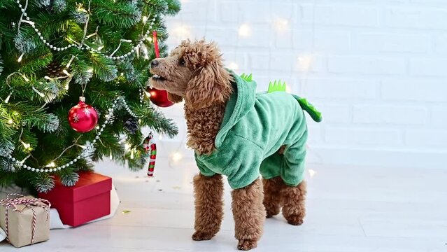 cute toy poodle dog in a dragon costume symbol of 2024 near the New Year tree with Christmas decorations. High quality 4k footage