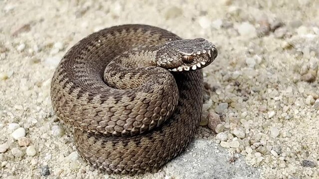 close up of a snake