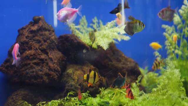 Various colored aquarium fish swimming in the water