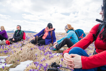 Group of female hikers in mountains during saffron blooming at spring - obrazy, fototapety, plakaty
