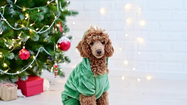 cute toy poodle dog in a dragon costume symbol of 2024 near the New Year tree with Christmas decorations. High quality 4k footage