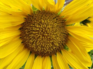 Detail of the sunflower flower in nature or in the garden.  Slovakia