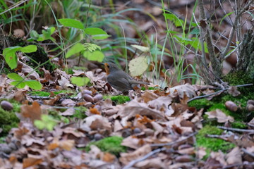 Robin on forest ground with fallen leaves