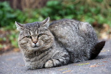 Portrait of gray cat sitting on a street