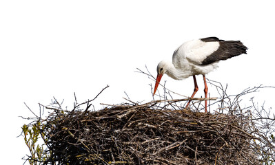 one stork in large nest isolated on white