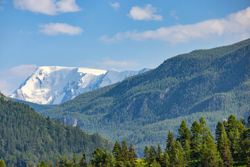 Altai mountains in snow and green forest