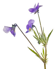three small pansy dark violet blooms on stem