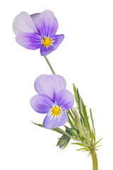 two large pansy dark violet blooms on stem