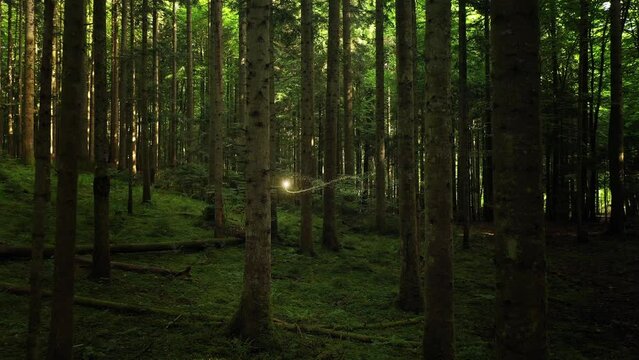 Beautiful green forest with infinity symbol animation.