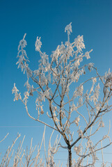 Winter tree branches in the snow against the blue sky.Winter atmosphere.