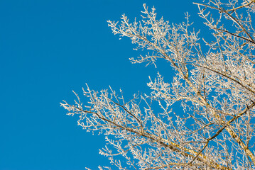 Winter tree branches in the snow against the blue sky.Winter atmosphere