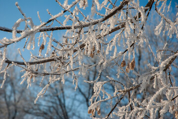 Winter tree branches in the snow against the blue sky.Winter atmosphere