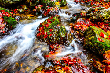 Fototapeta na wymiar Beautiful creek in mountain forest. Forest creek in autumn. HDR Image (High Dynamic Range).