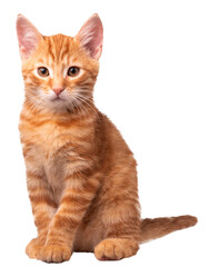 Kot, PNG, zdjęcie bez tła, rudy kot, rudy kociak  - obrazy, fototapety, plakaty